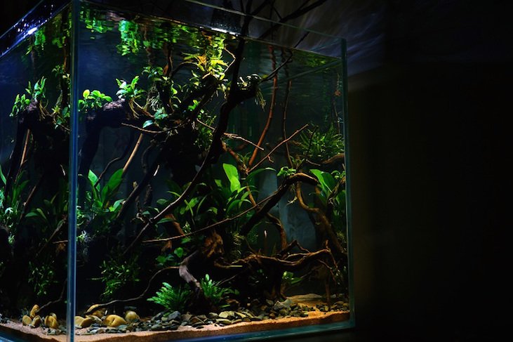 南美水族论坛推荐,南美水草造景论坛