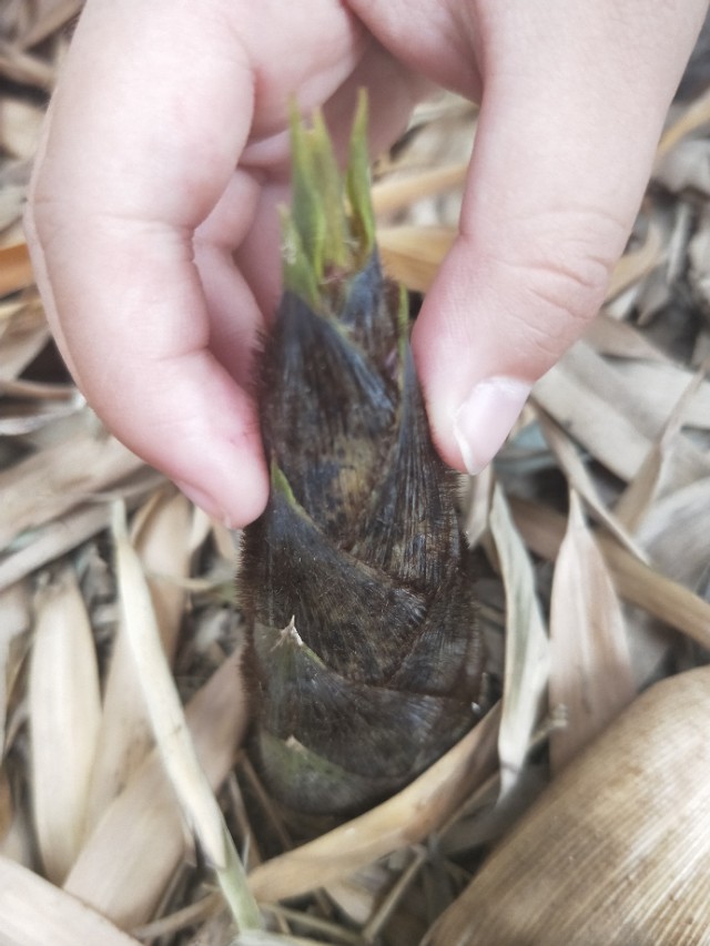 石塘人家和石塘竹海哪个好玩,石塘竹海后石塘