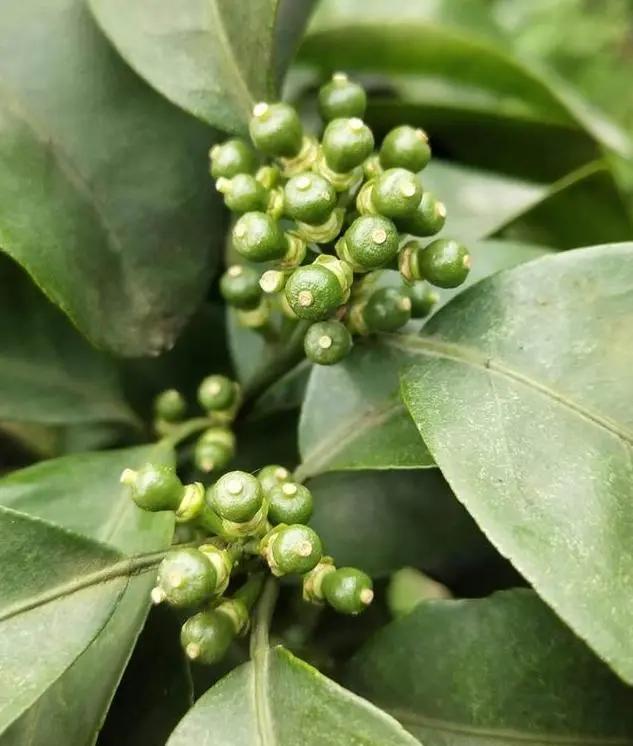 花期补硼的方法,硼和保花保果哪个效果好