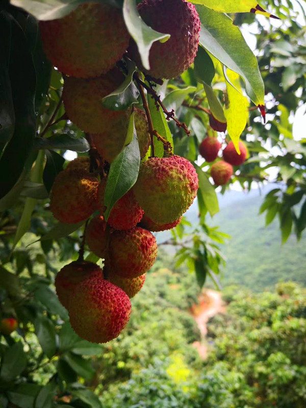 海南澄迈县荔枝妃子笑,海南妃子笑荔枝现摘现发核小汁甜