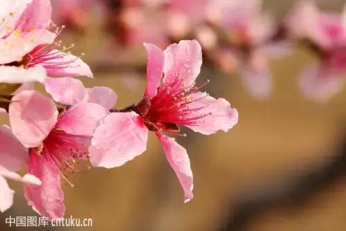 3月南阳看花的景点推荐,南阳踏青赏花攻略