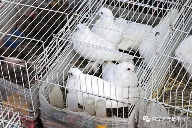 肉鸽种鸽市场价格多少钱一对,养鸽肉鸽的前景