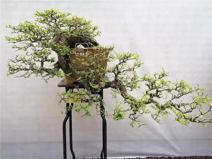 造型极美的盆景一起来欣赏,一组风吹出来的盆景欣赏动感十足