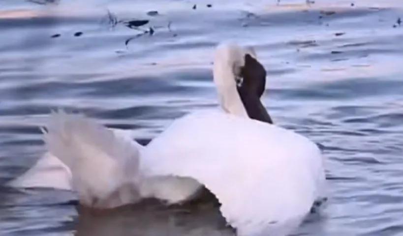 捕捉黄大仙的方法有哪些,黄大仙为什么怕黄鼠狼