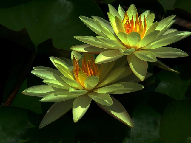 莫奈作品高清大图名画睡莲,莫奈的画高清大图睡莲