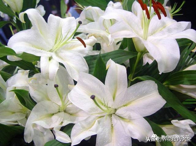 香味最好闻的十种花,一年四季都能闻到香味的四种花