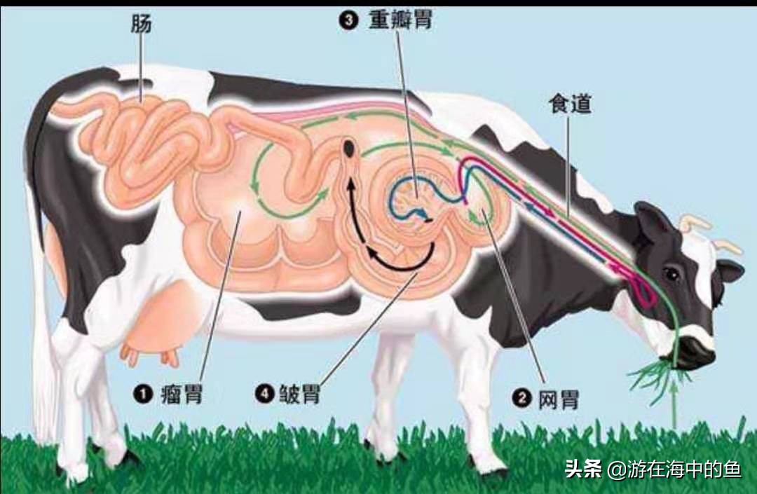 牛身上掏洞养殖合理吗,养殖牛通胃