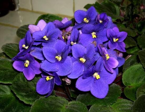 紫罗兰花期是多少天,紫罗兰花谢了还会开吗图片