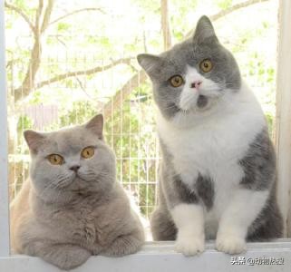 英国短毛猫有哪几种品种,你见过这样的英国短毛猫吗