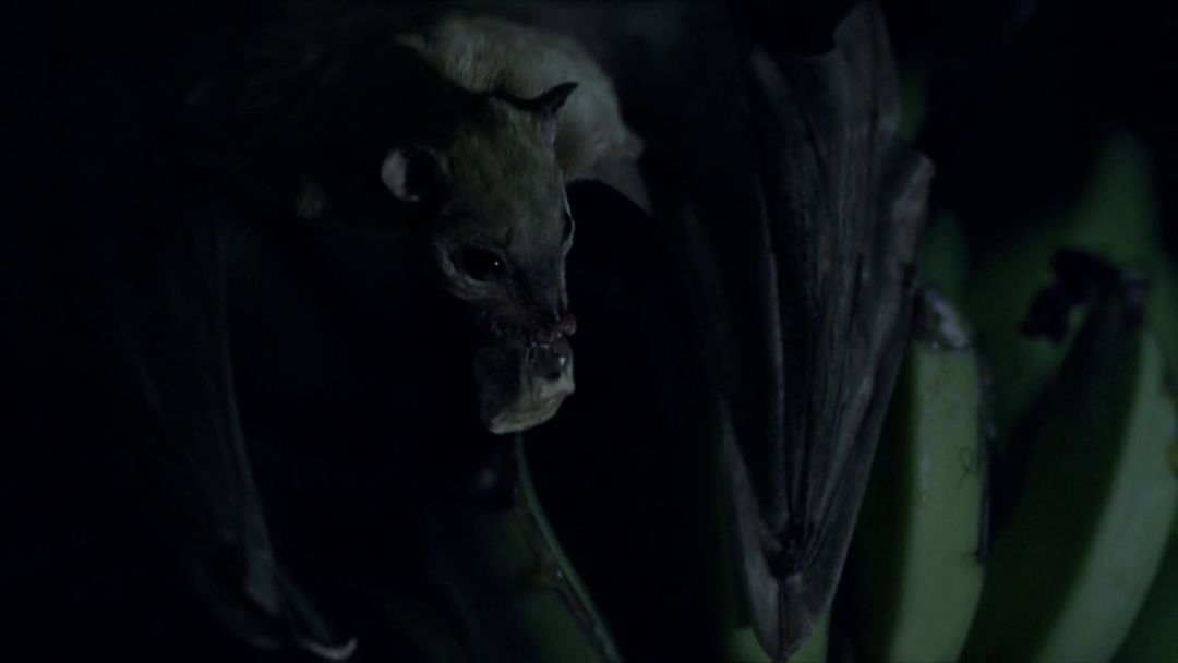 从地理视角看传染病电影,传染病科普视频动画