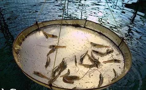 养殖虾经验,养殖虾大师视频