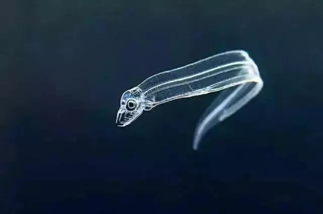 小众的热爱,正宗海鳗