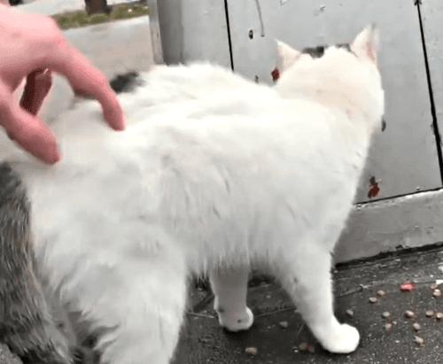 猫抓伤的地方痒,我被猫抓伤了怎么办