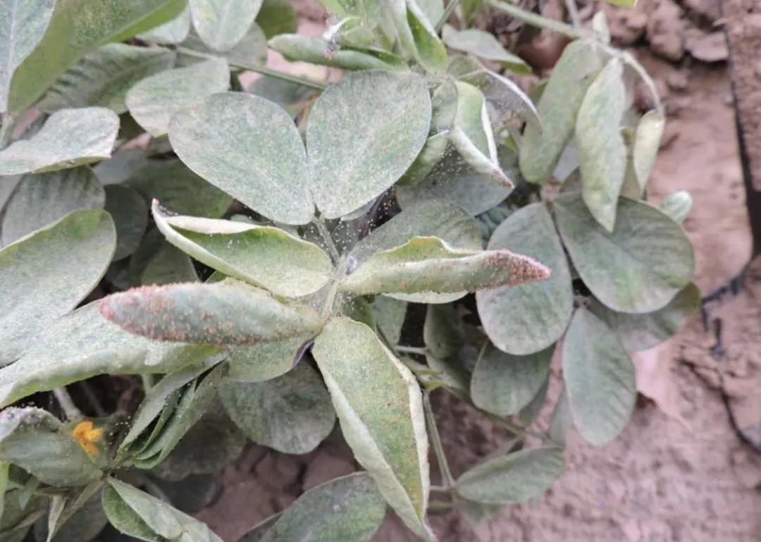 花生初花期虫害打什么药,花生虫害防治大全