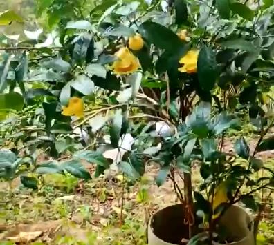 广西金花茶育苗基地,金花茶育苗成功案例