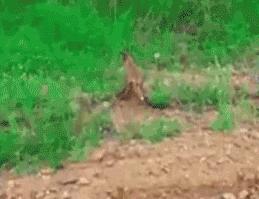 猫能被东西卡住动不了吗,猫好像被什么东西卡住一样