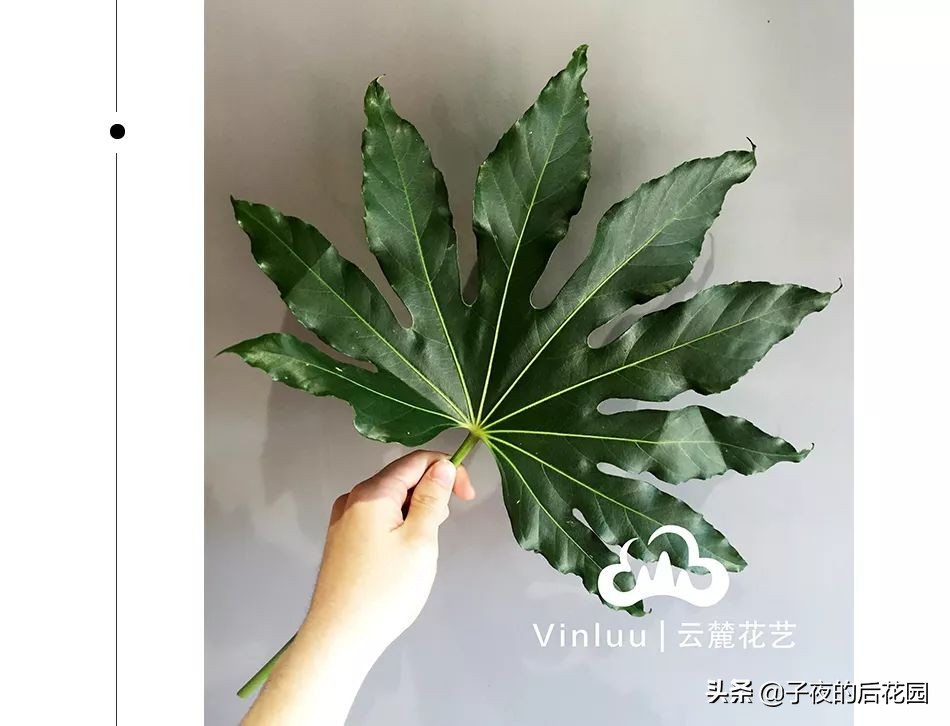 花店常用的配花配草有哪些方法,常见配花配草