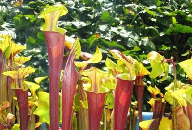 植物吃动物,会吃动物的植物有哪些
