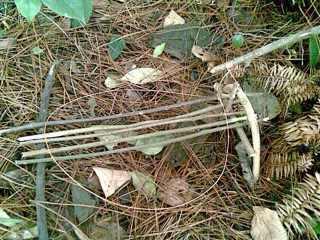 鸟儿放生抖音最火版,放生鸟最好在什么时候放生