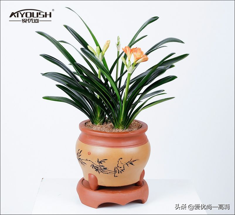 完美搭配,背阴阳台咱们也可以打造一个花园!