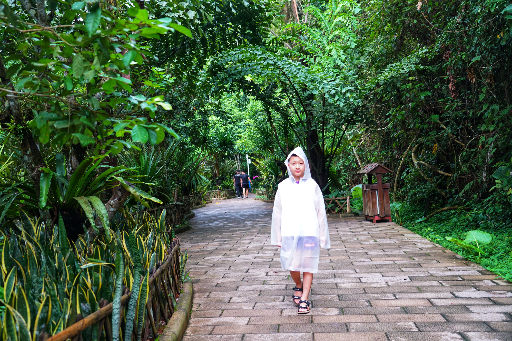 西双版纳望天树有多高,西双版纳望天树攀爬