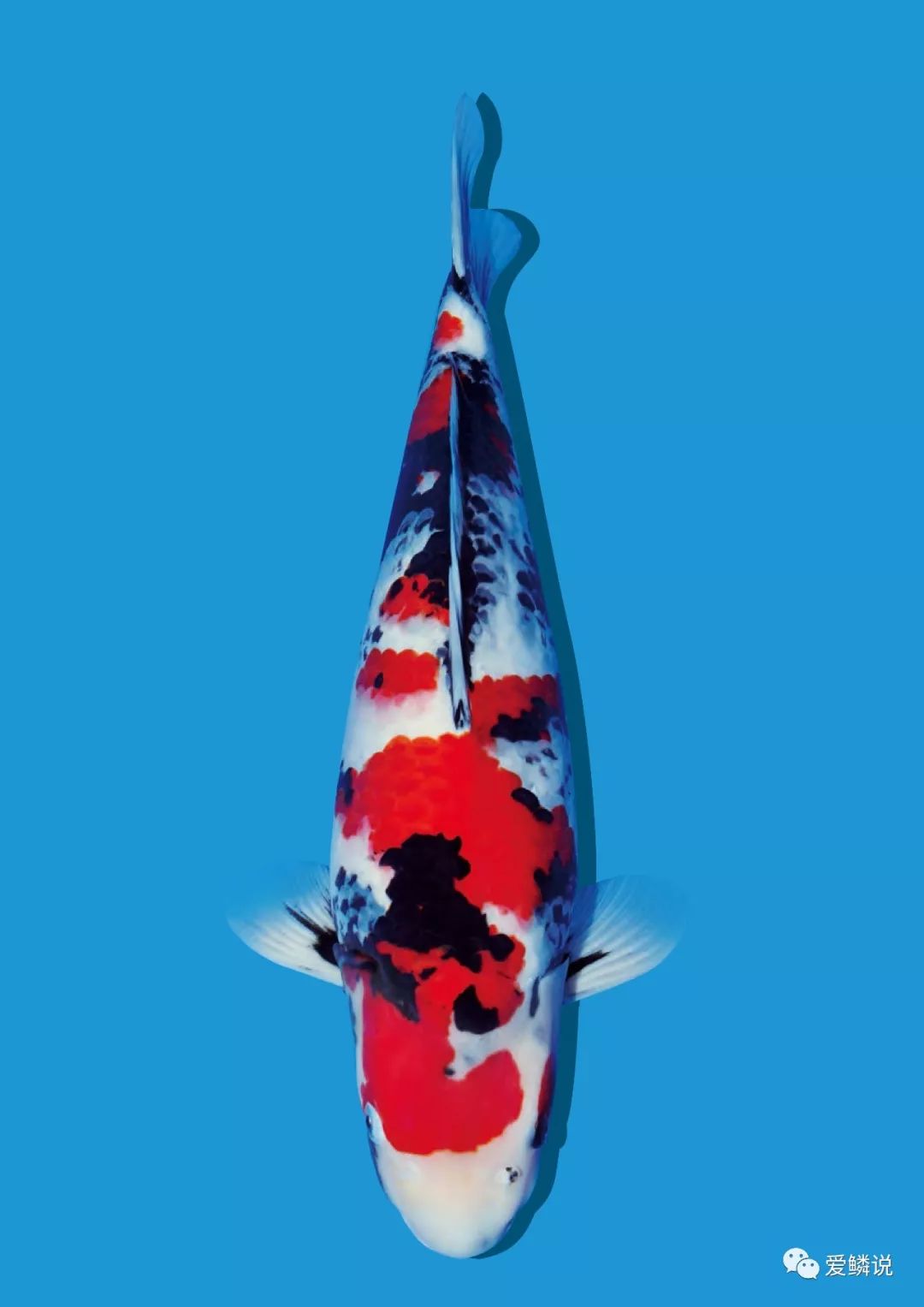 锦鲤养殖需要准备什么鱼药,养锦鲤鱼必备物品有哪些