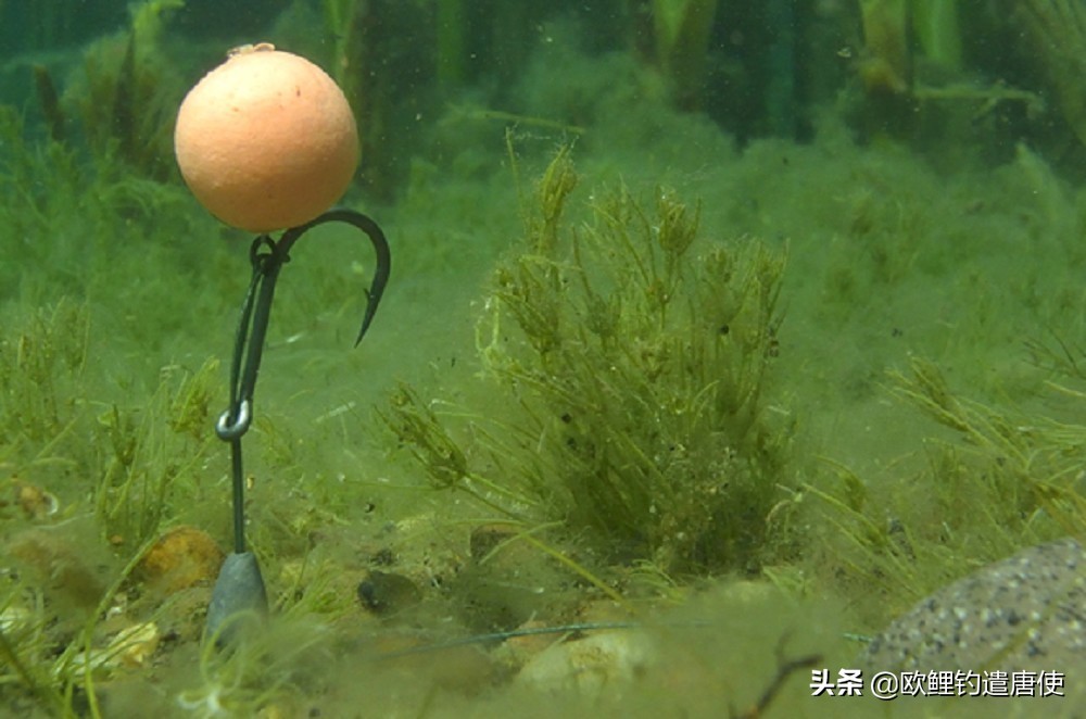 为什么鲤鱼比鲫鱼难钓,为什么鲫鱼这么难咬钩