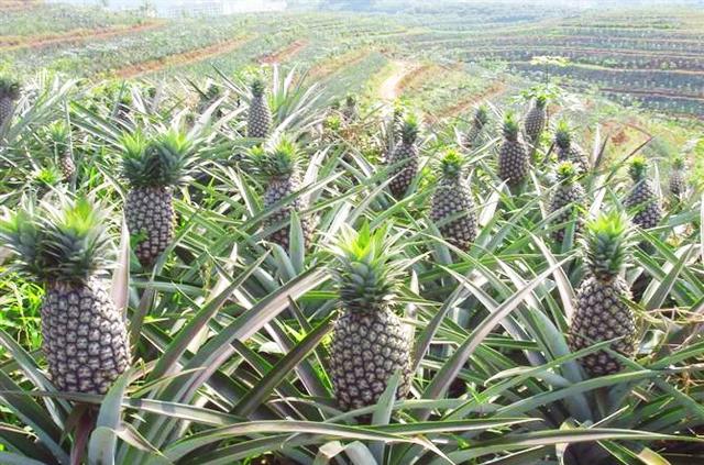菠萝病害图片大全,菠萝病害用什么药