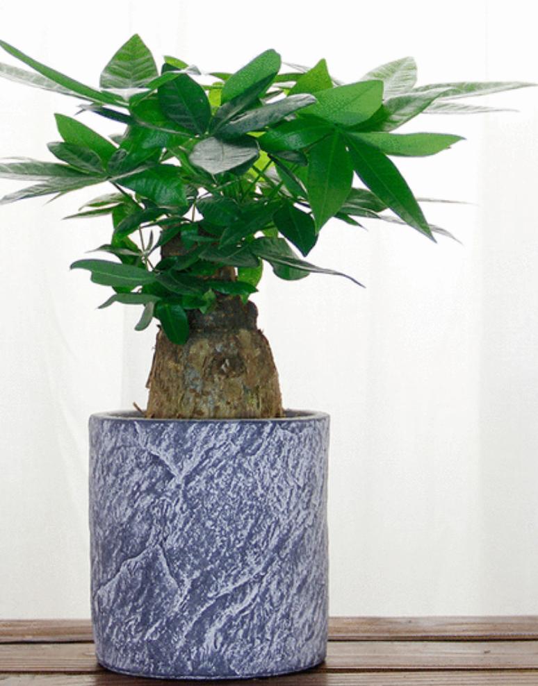 发财树黄叶怎么办五种方法,发财树黄叶落叶怎么挽救