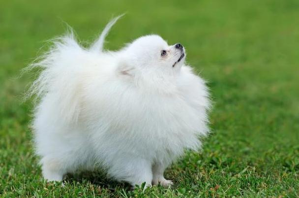 比狗厉害的宠物,比狗狗可爱的宠物