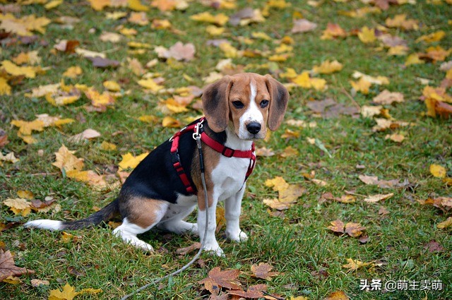 比格犬怎么区分纯种,比格犬颜色品相怎么选