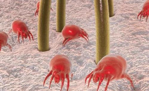 脸上螨虫用什么方法治好,脸上的螨虫用什么方法可以杀掉