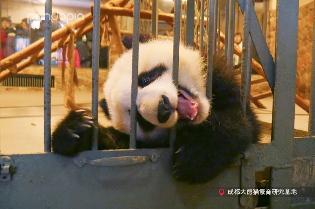 只要肯努力丑小鸭也能变成白天鹅,只要肯努力可以逆袭吗