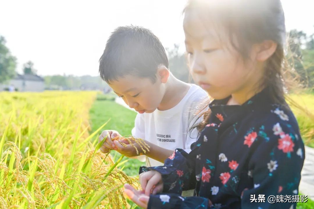 北京北坞公园里的京西稻又熟了,曾经只有皇上才能吃上这儿的大米