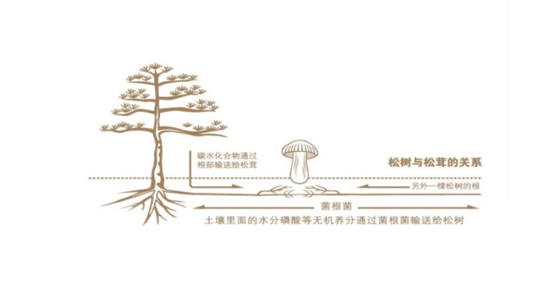 鲜到极处,鲜到极致是什么味