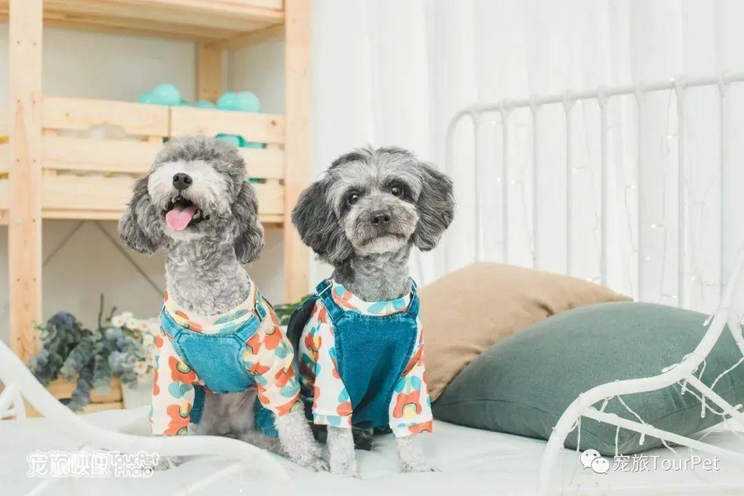 带着宠物去旅行的日常生活,想带着宠物一起旅游哪种好