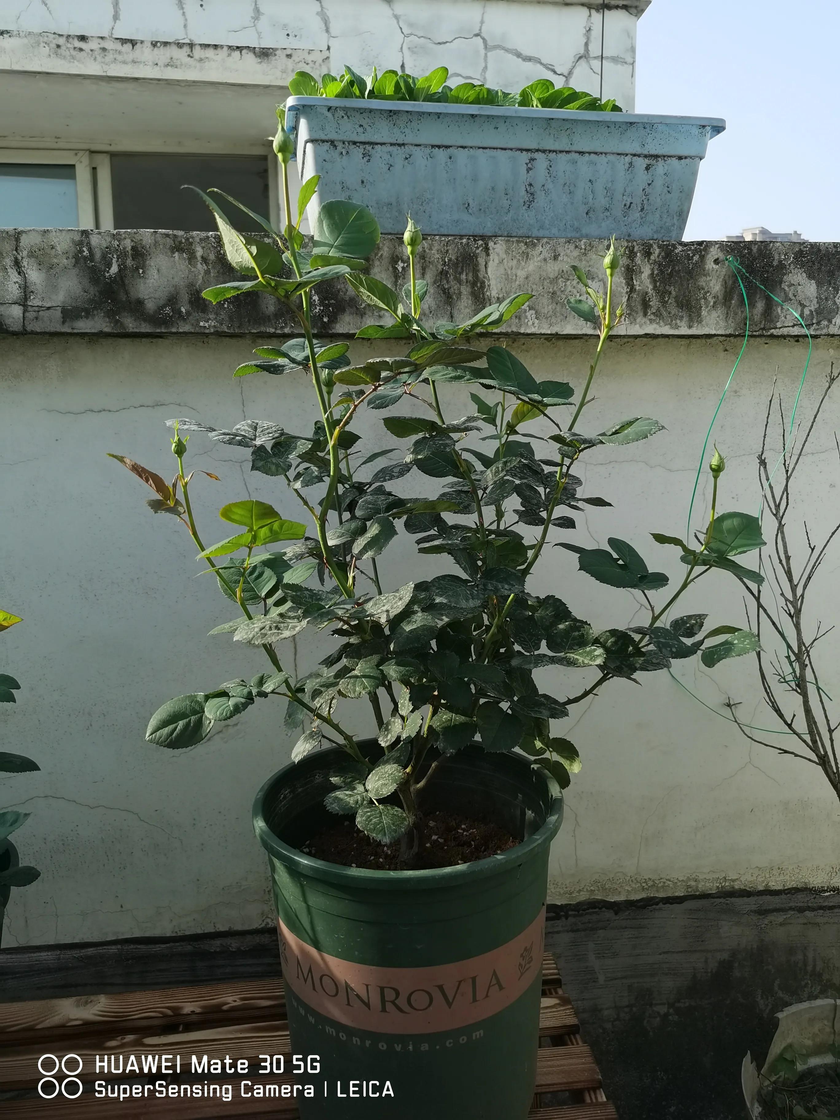 闲鱼卖花靠谱吗,在闲鱼上买花草靠谱吗