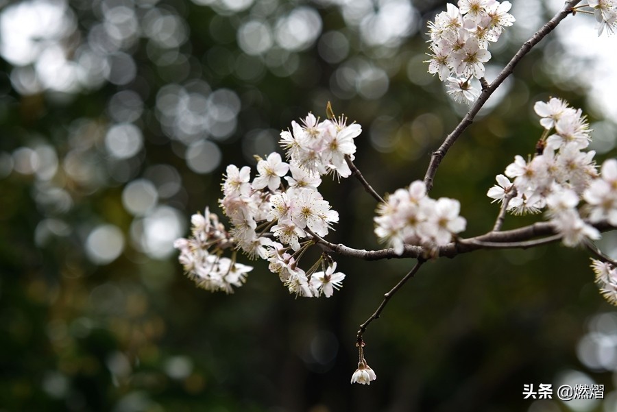 济南春天去哪赏花,济南春天赏花的好去处