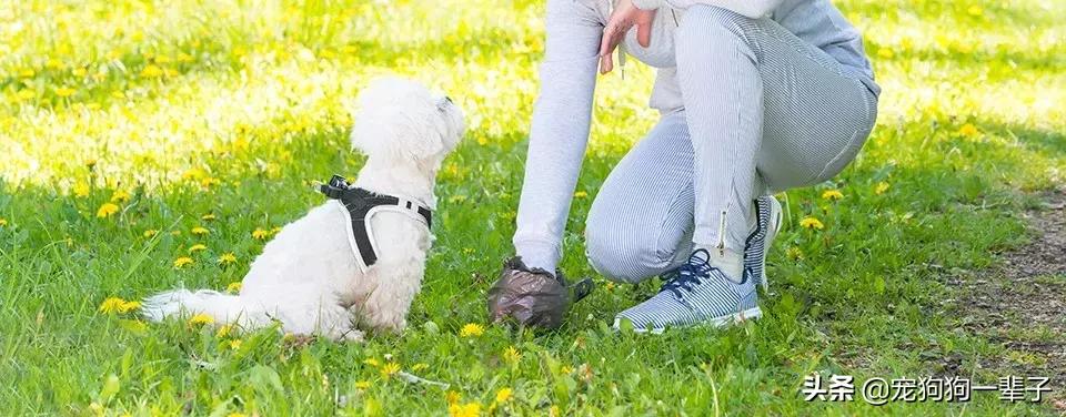 狗主人不清理狗粪便怎么办,对付狗不捡狗屎的办法