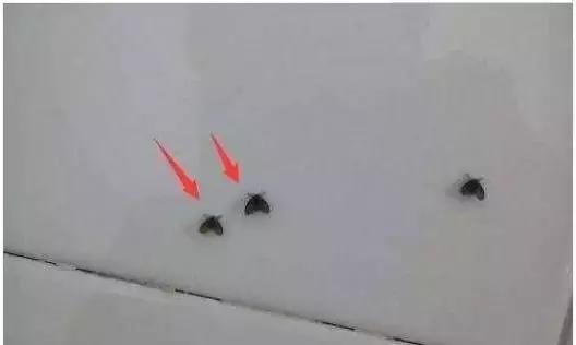 卫生间的飞蛾如何消灭,卫生间有小飞蛾子是怎么回事