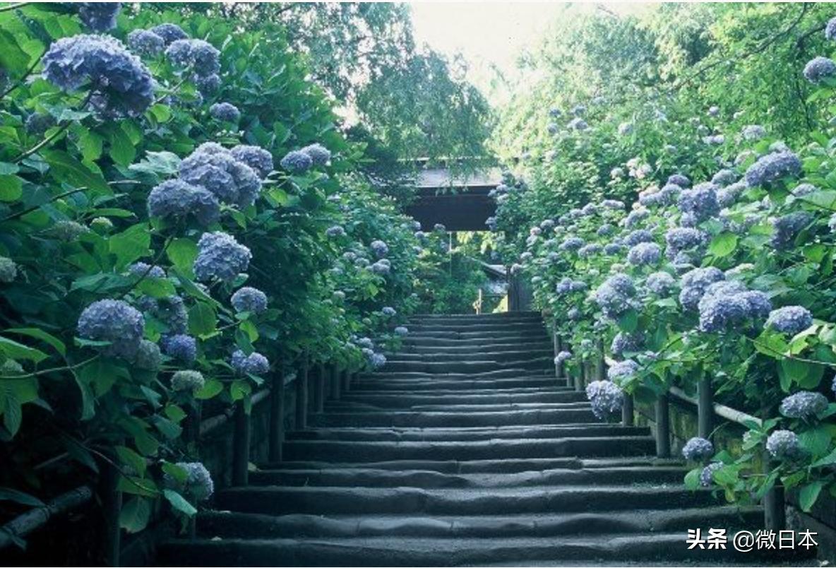 镰仓必去的景点,日本镰仓景点线路图