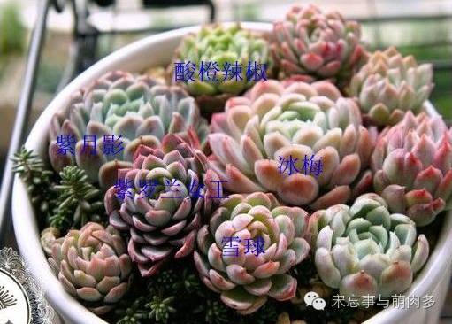 多肉月影系有哪些品种,月影系多肉品种大全