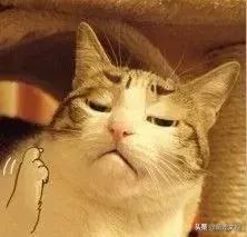 如何改掉猫咪乱挠乱咬的毛病,猫咪为什么会挠猫粮