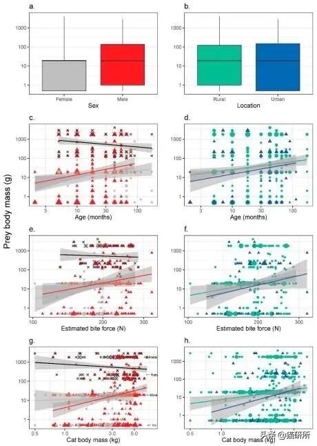 流浪猫的孩子野性也大吗,流浪猫的灵性有多可怕