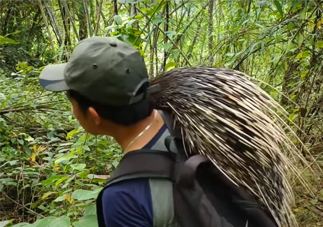 小伙太狠心!制作了一把3米长的弓弩,射中一只30斤的豪猪