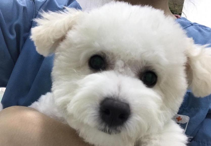 为什么不建议新手养大型犬,为什么新手不建议养大型犬