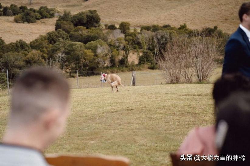 狗狗在主人婚礼上“拉粑粑”，非但没把事搞砸，还让氛围更温馨了