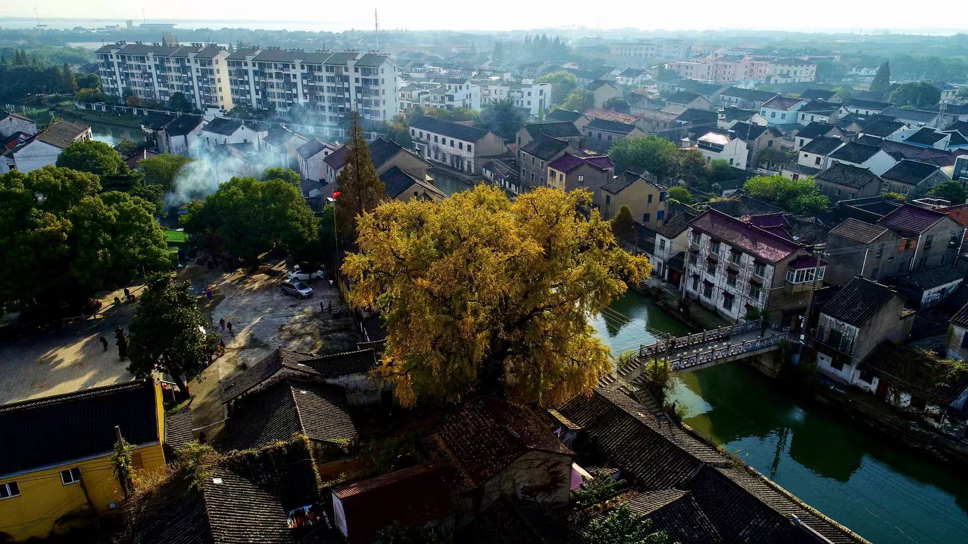 苏州银杏最好欣赏地有哪些地方,苏州银杏打卡地姑苏