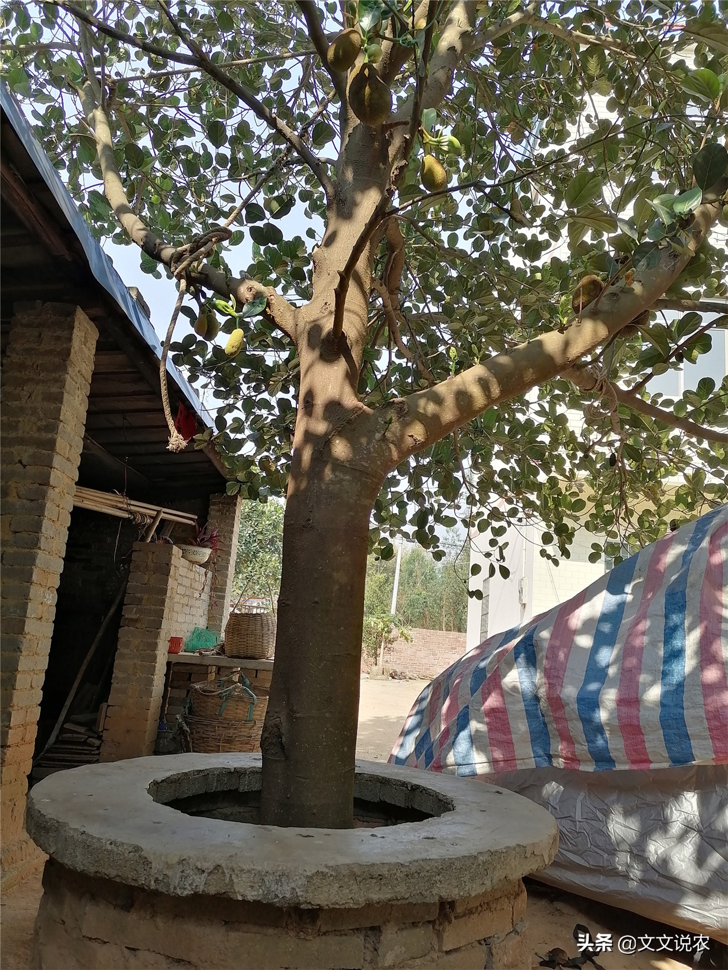 树菠萝不开花怎么回事,大树菠萝剪枝正确方法