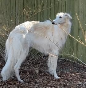 短腿柯基跟长腿柯基,鼻子很高的柯基